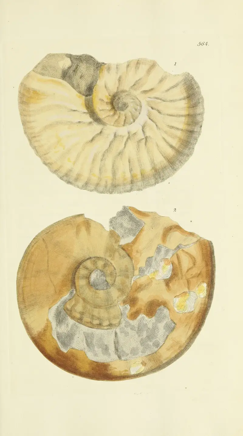 The mineral conchology of Great Britain Pl.352 av James Sowerby