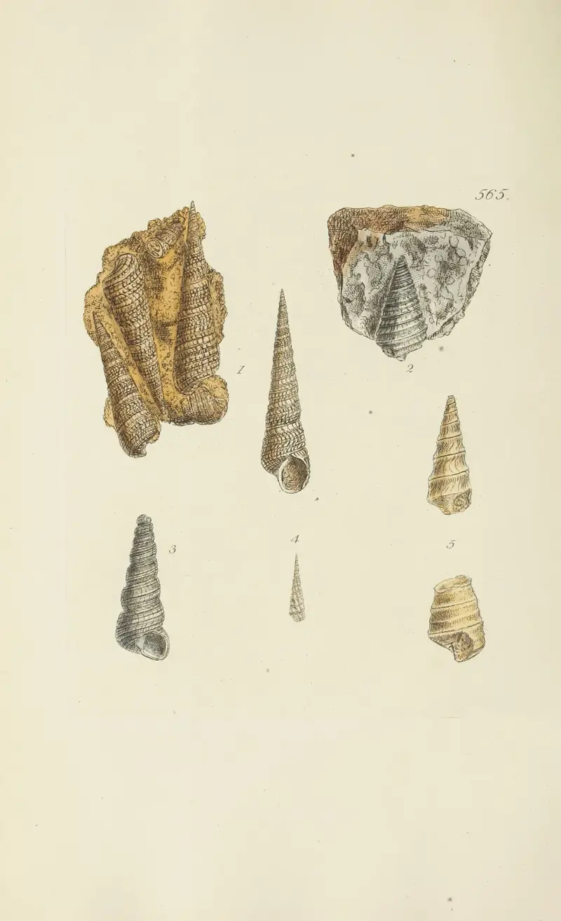 Mineralconchologi från Storbritannien, plansch 353 av James Sowerby