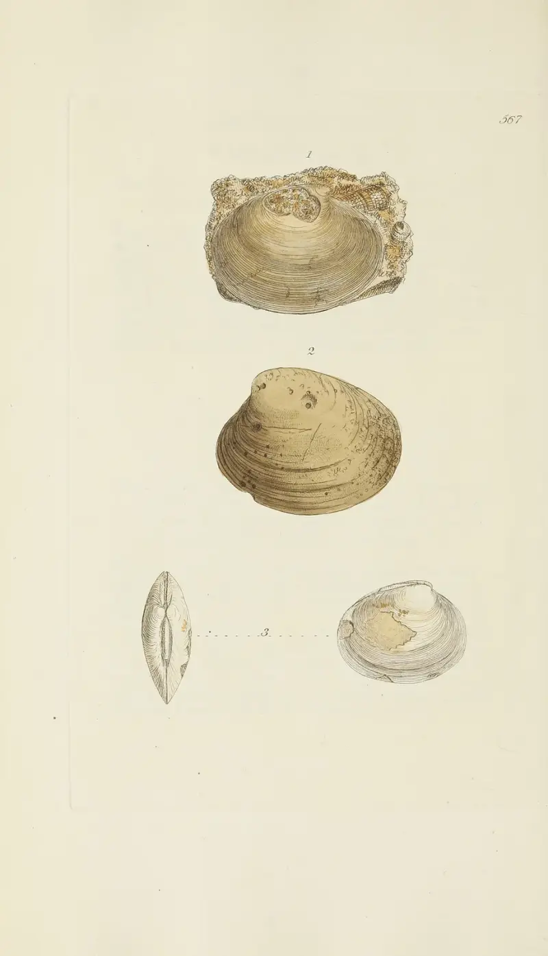 The mineral conchology of Great Britain Pl.355 av James Sowerby