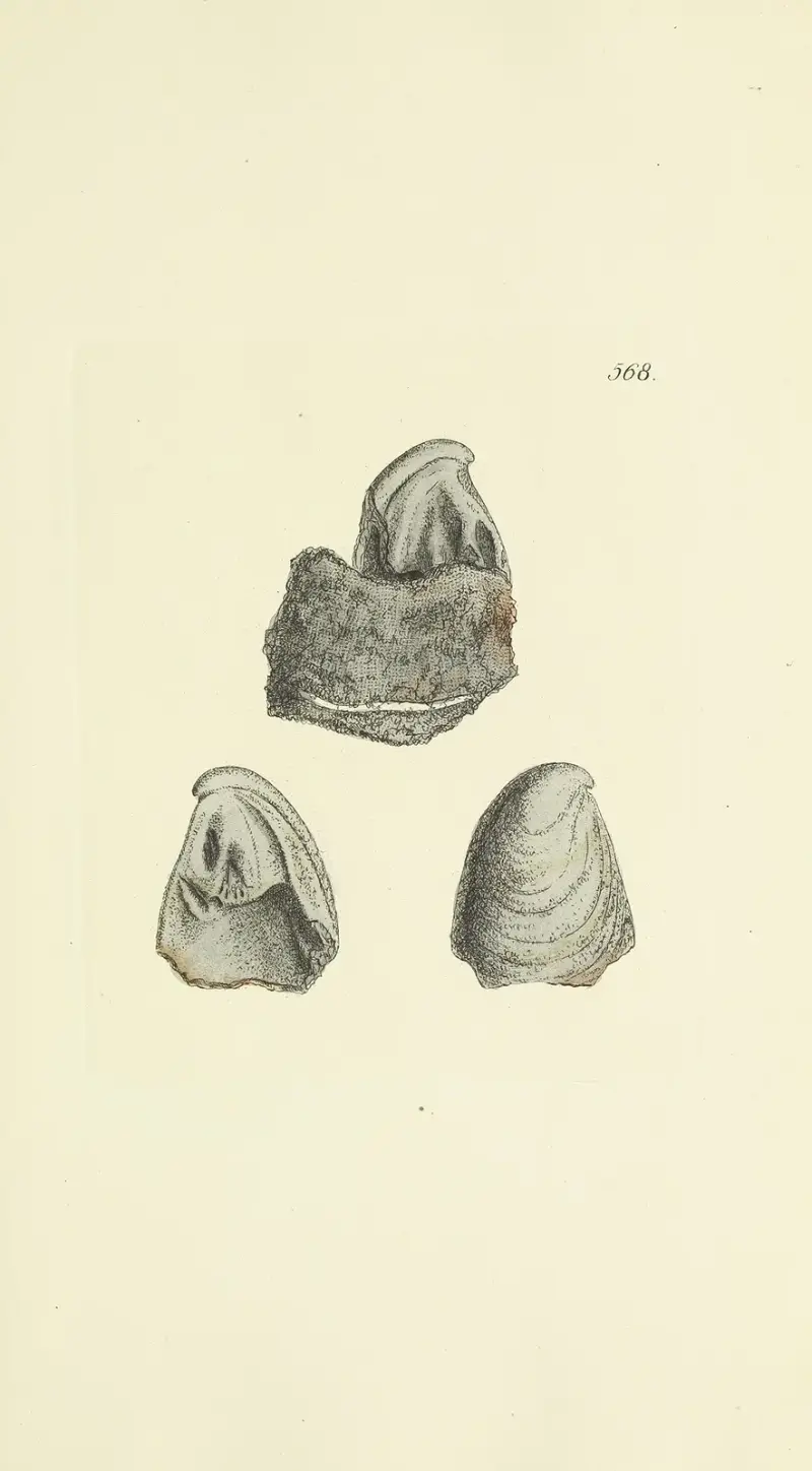 The mineral conchology of Great Britain Pl.356 av James Sowerby
