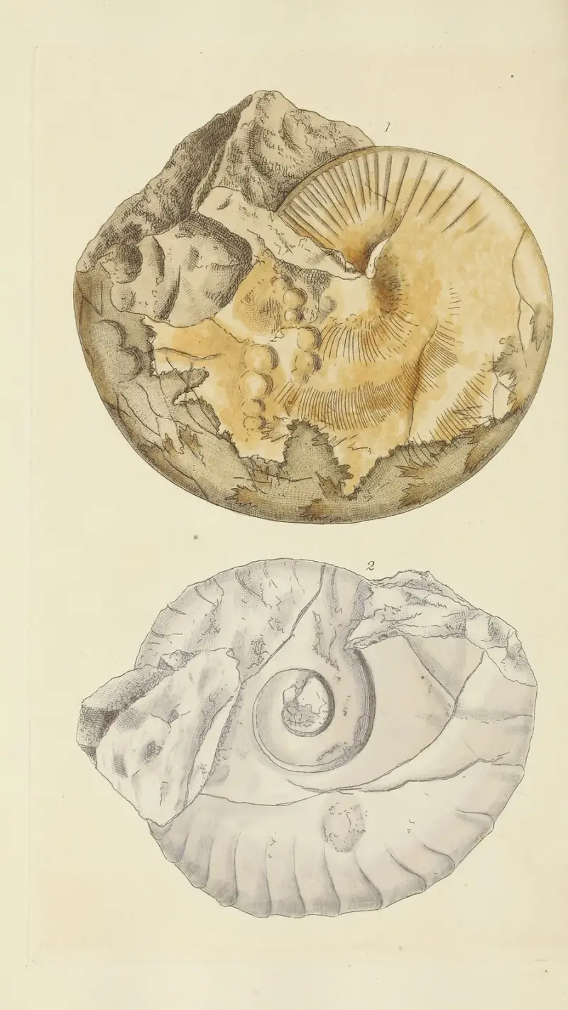 The mineral conchology of Great Britain Pl.357 av James Sowerby