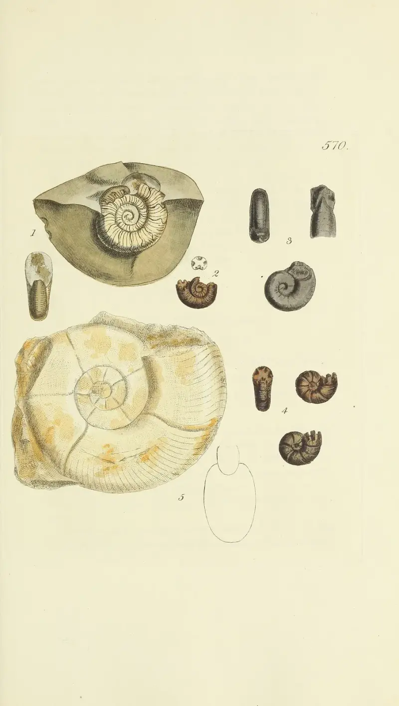 The mineral conchology of Great Britain Pl.358 av James Sowerby
