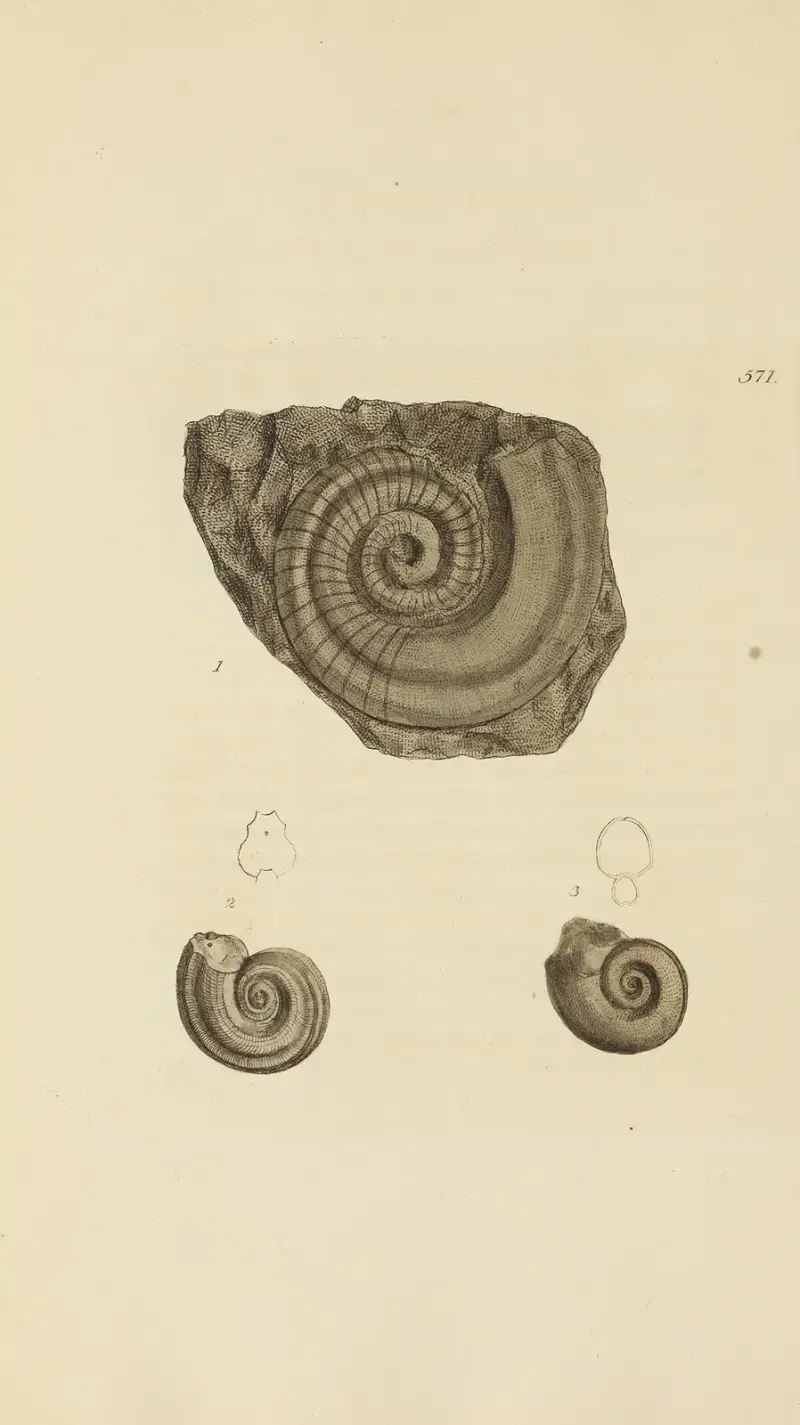 The mineral conchology of Great Britain Pl.359 av James Sowerby