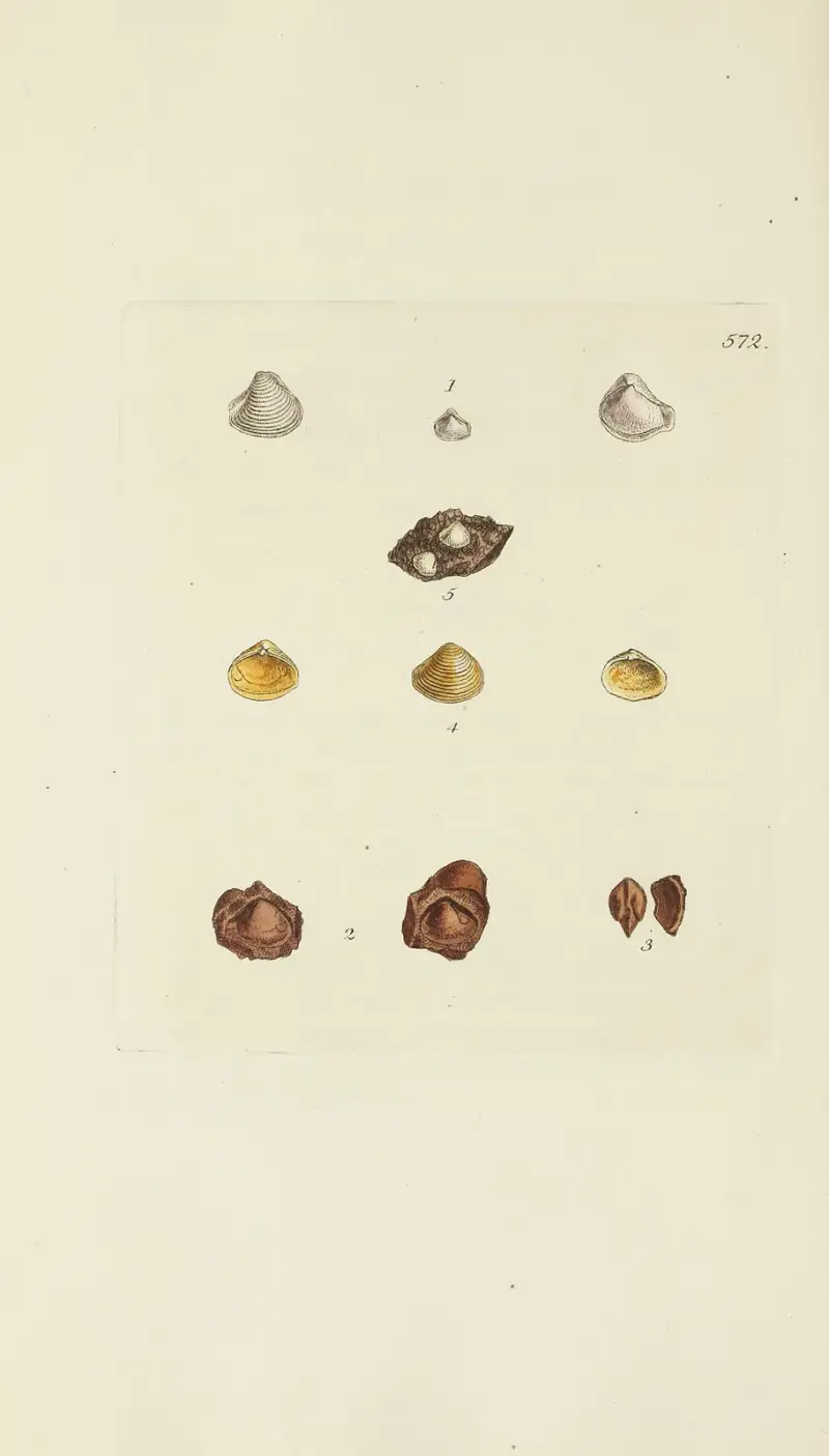 The mineral conchology of Great Britain Pl.360 av James Sowerby
