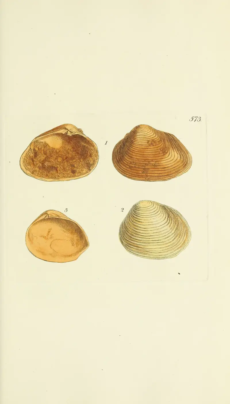 Mineralconkylologi från Storbritannien, plansch 361 av James Sowerby