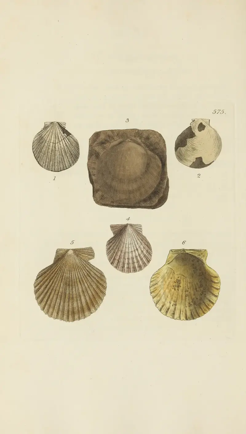 Mineralconchologi från Storbritannien, plansch 363 av James Sowerby