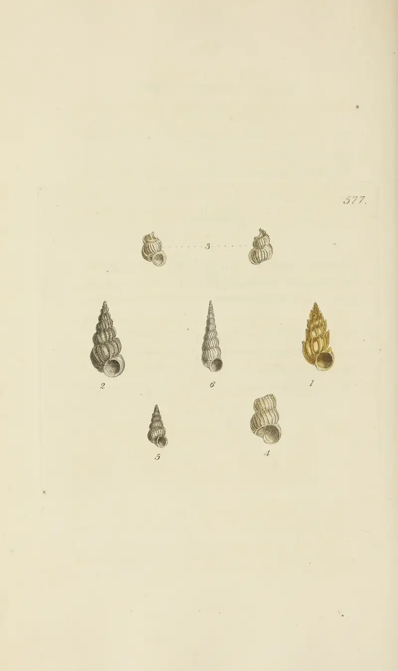 The mineral conchology of Great Britain Pl.365 av James Sowerby
