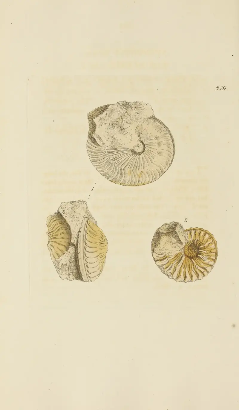 The mineral conchology of Great Britain Pl.367 av James Sowerby