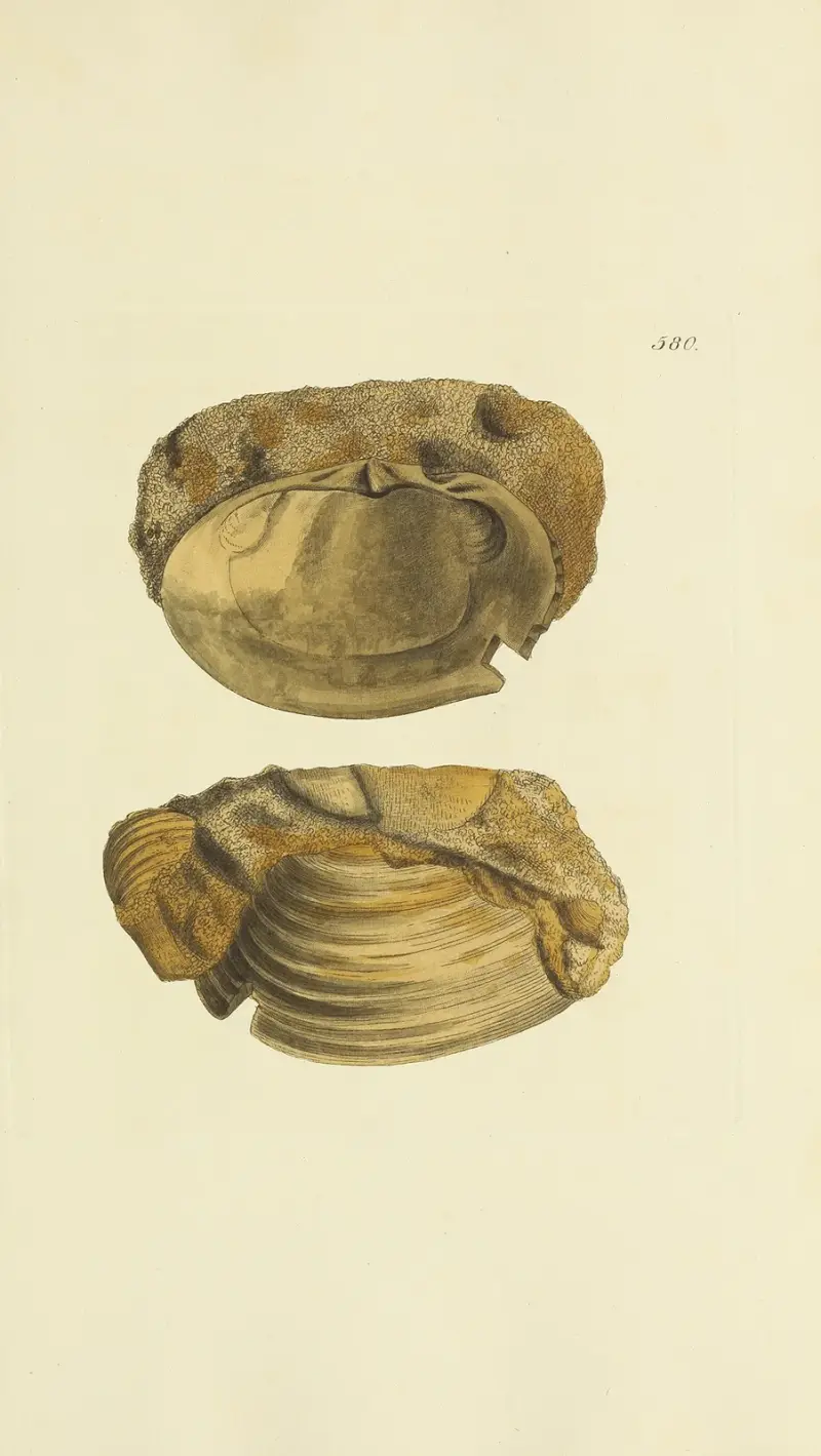 The mineral conchology of Great Britain Pl.368 av James Sowerby