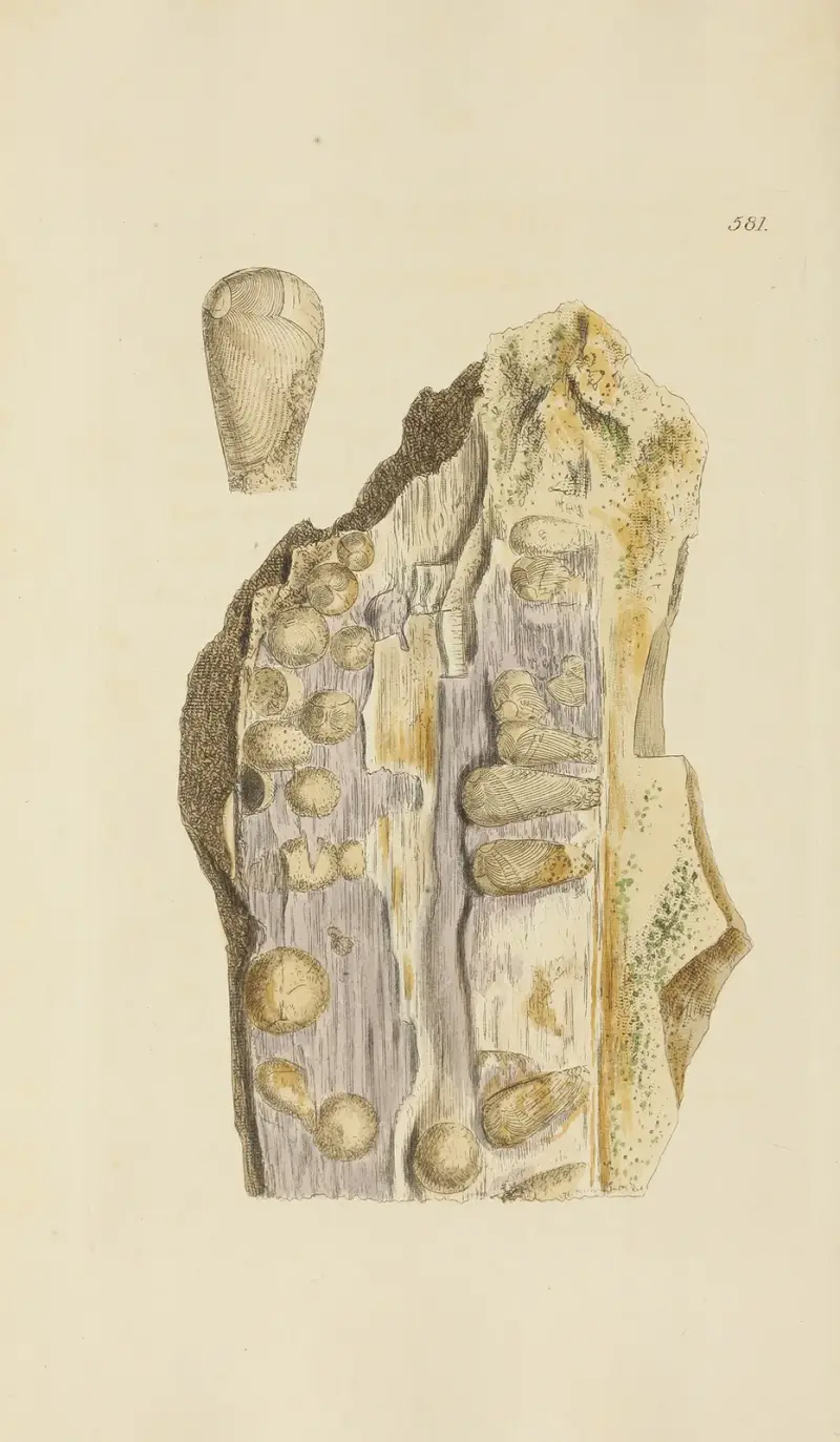 The mineral conchology of Great Britain Pl. 369 von James Sowerby