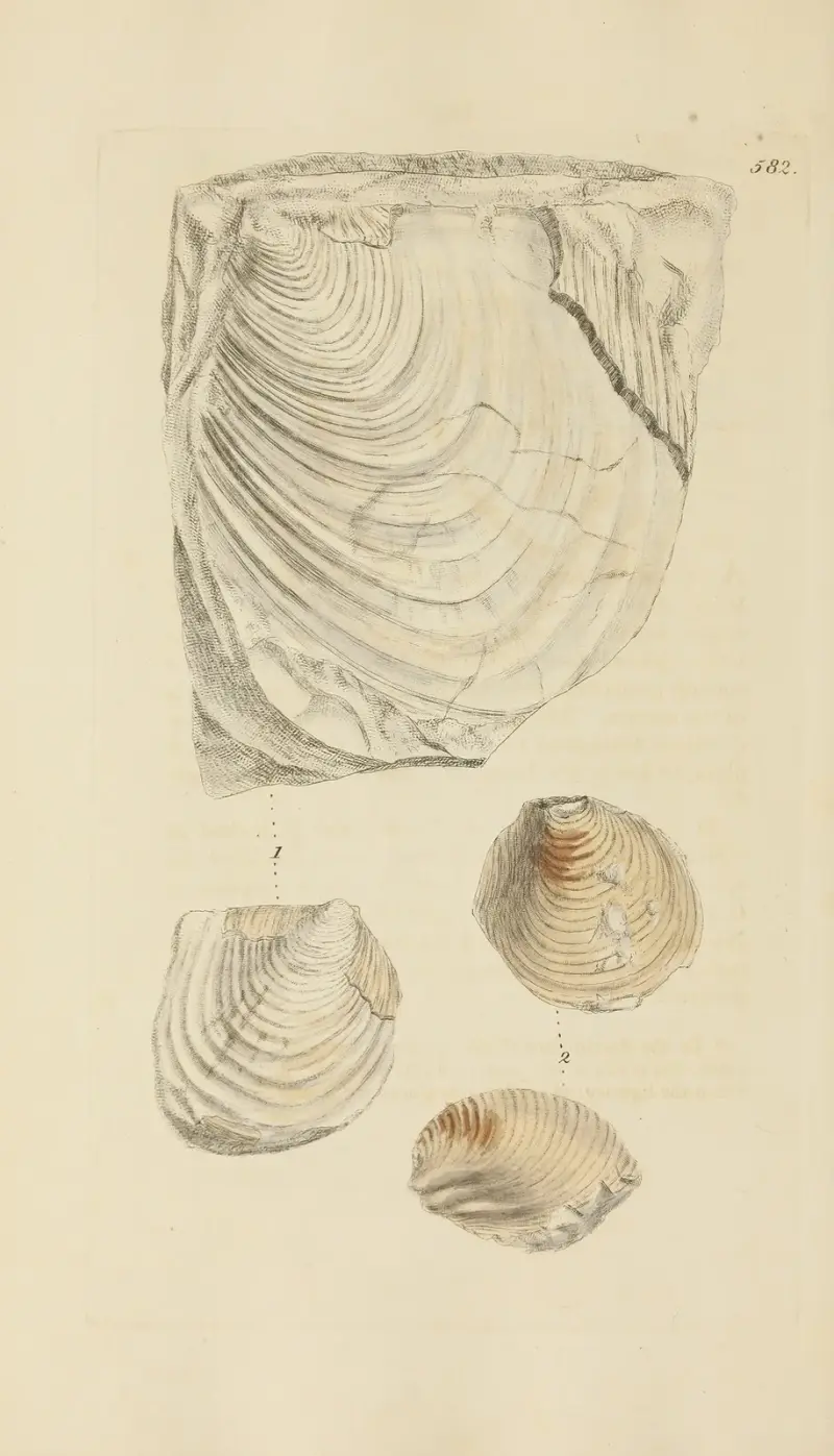 The mineral conchology of Great Britain Pl.370 av James Sowerby