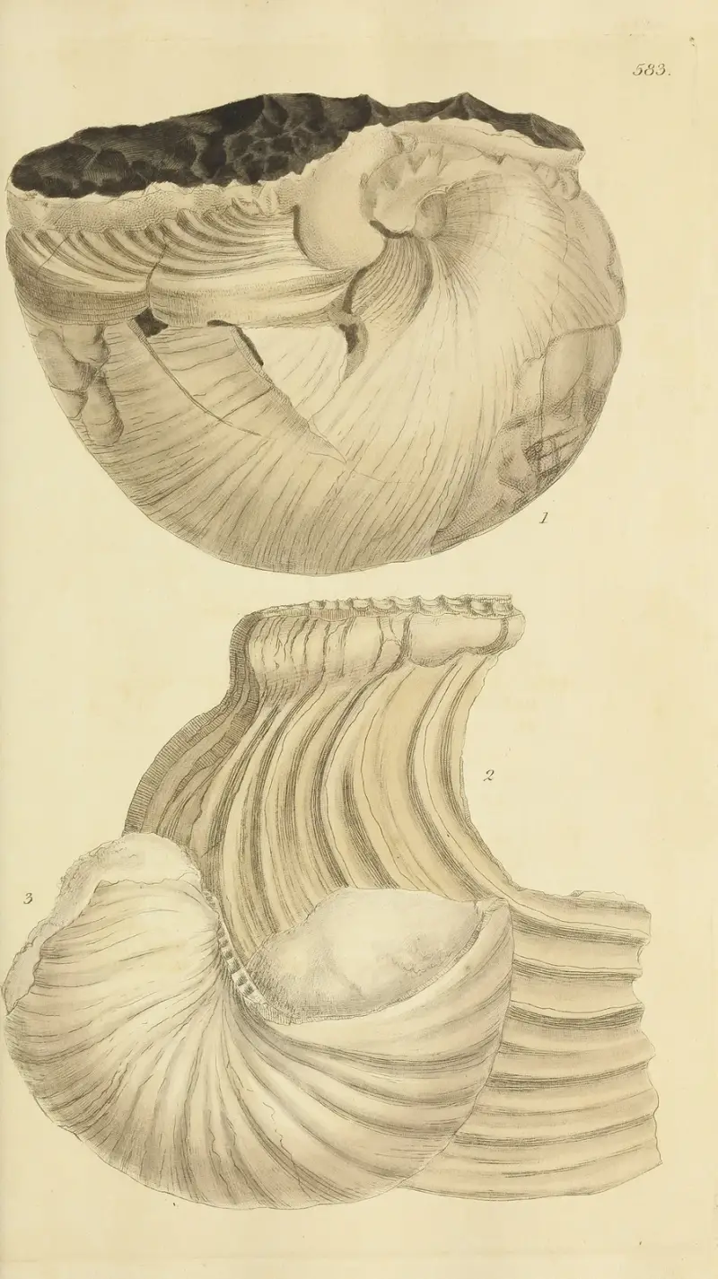 Die Mineral-Conchologie von Großbritannien Pl. 371 von James Sowerby