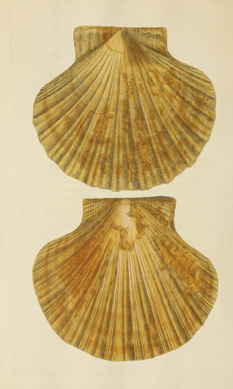 The mineral conchology of Great Britain Pl.373 av James Sowerby