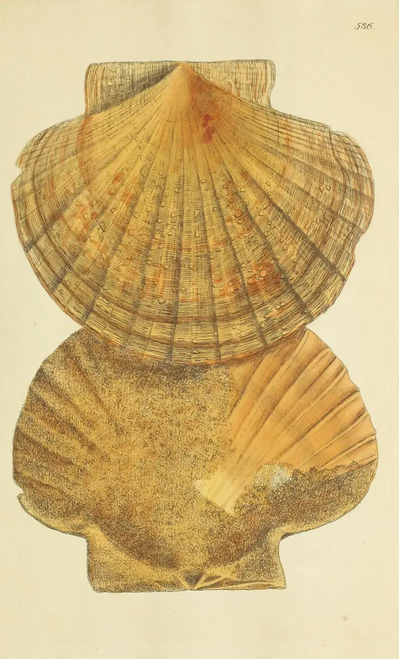 Brittisk mineralisk conkologi Pl.374 av James Sowerby