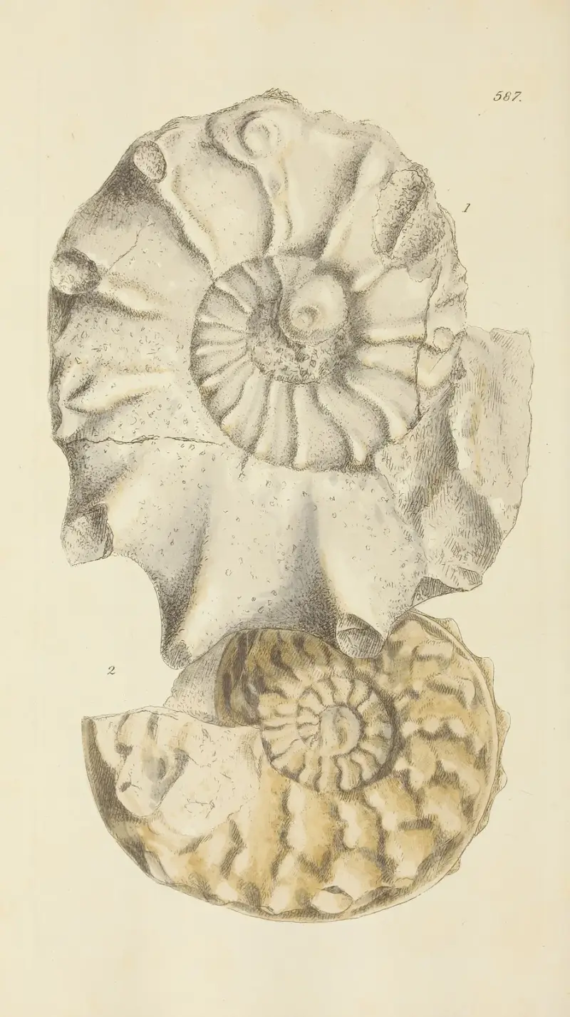 Storbritanniens mineraliska conchologi, pl. 375 av James Sowerby