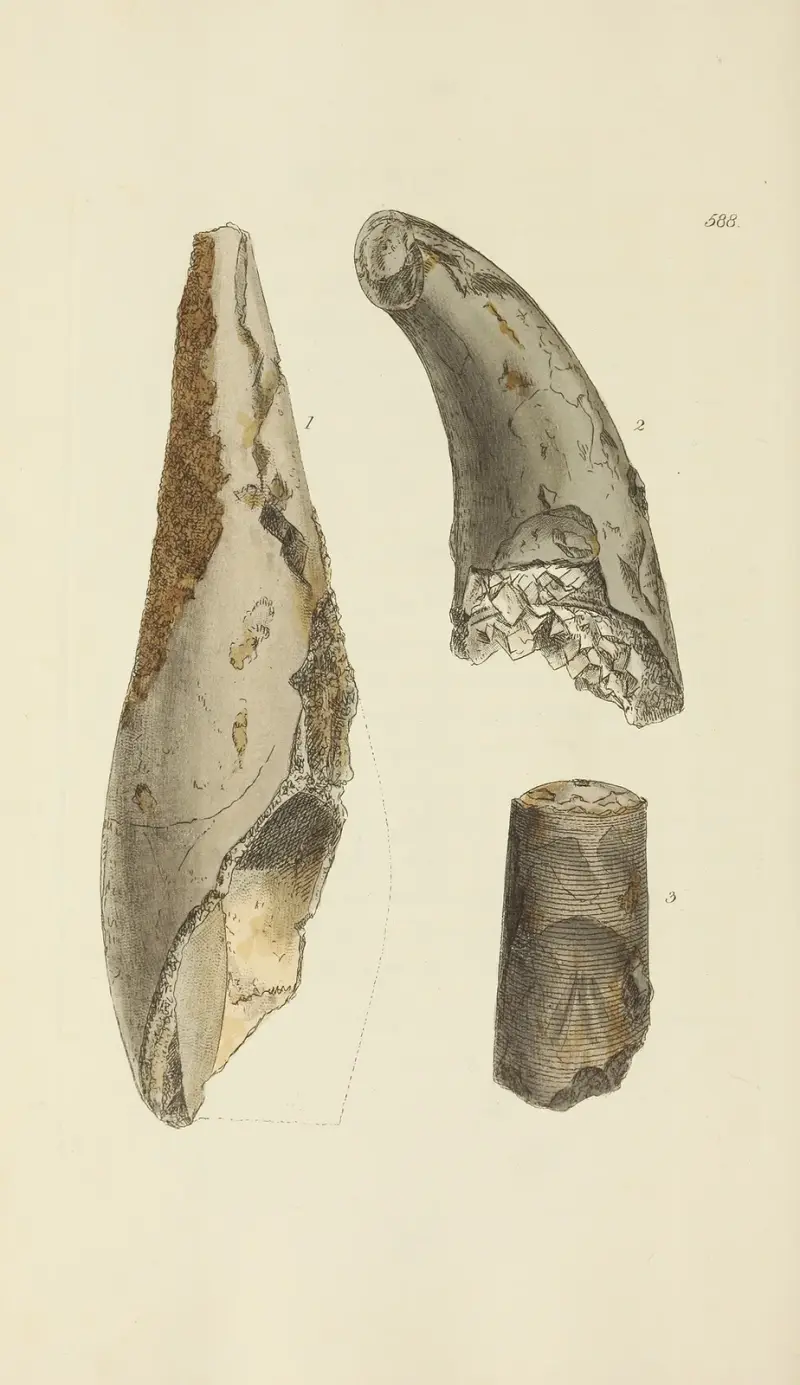 The mineral conchology of Great Britain Pl.376 av James Sowerby