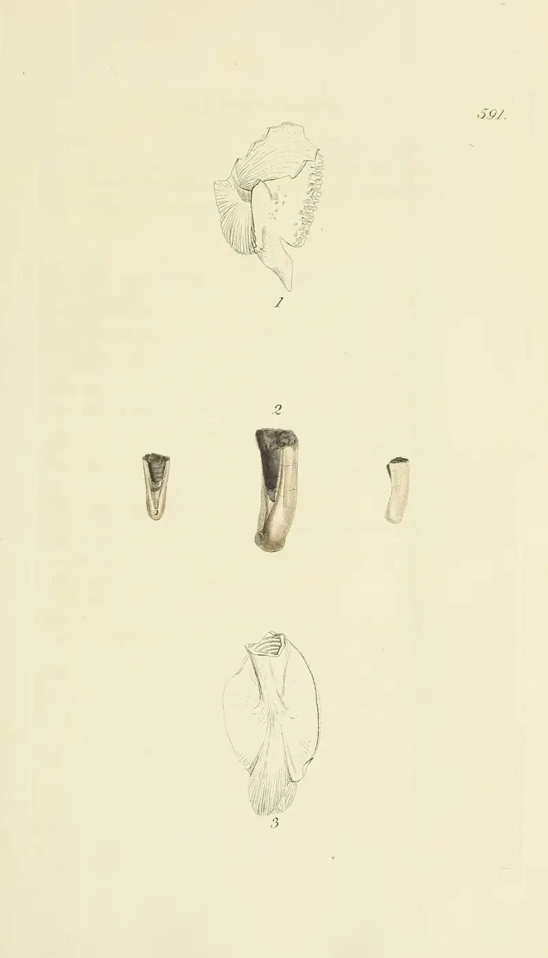 Mineralconchologi från Storbritannien, pl. 378 av James Sowerby