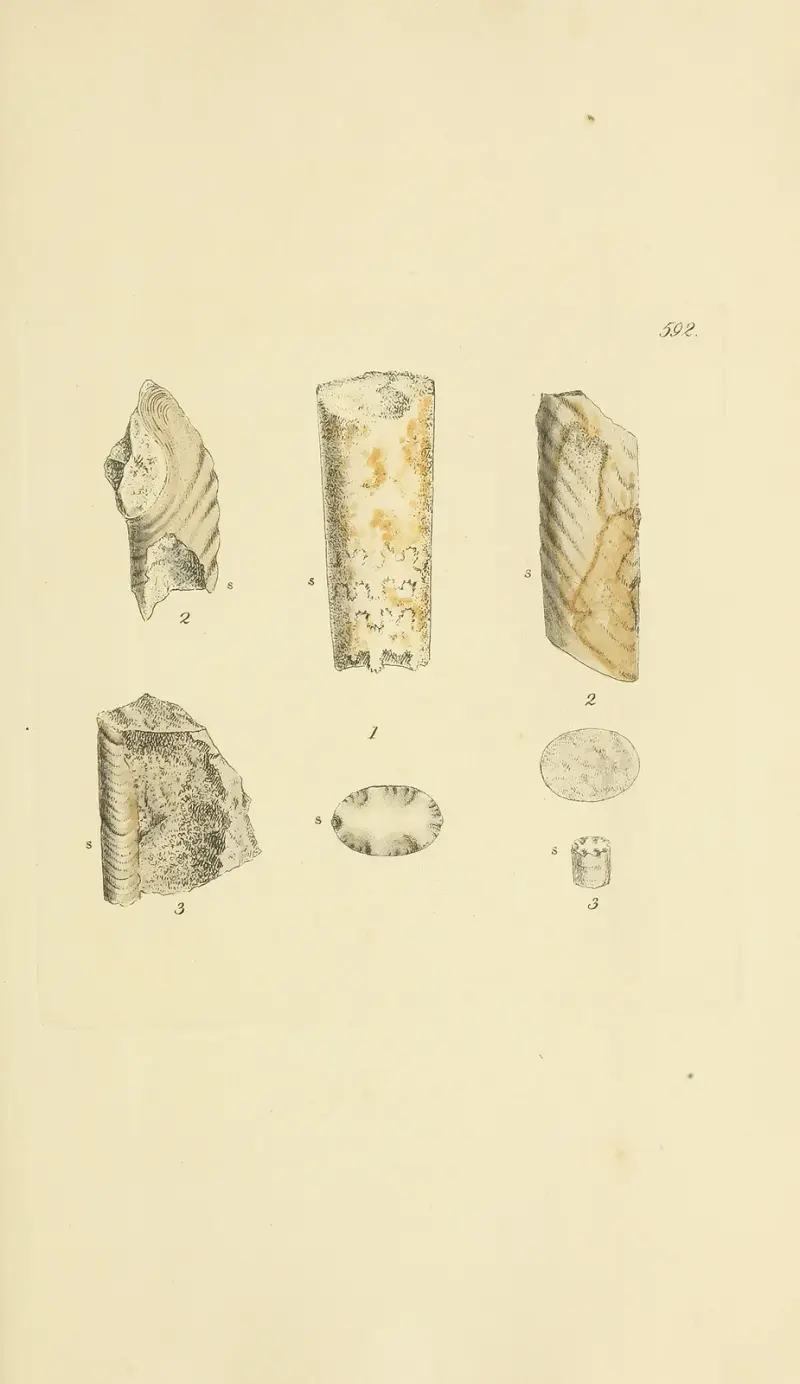 The mineral conchology of Great Britain Pl.379 av James Sowerby