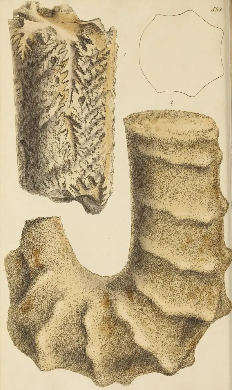 Mineralisk conkologi från Storbritannien, pl. 380 av James Sowerby