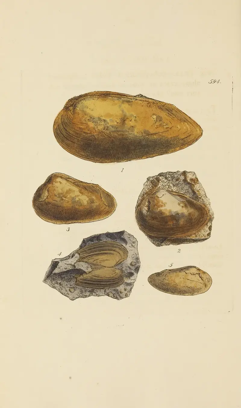 Mineralisk conchologi för Storbritannien Pl.381 av James Sowerby