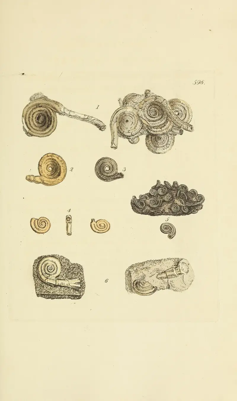 Brittisk mineralconchologi Pl. 383 av James Sowerby