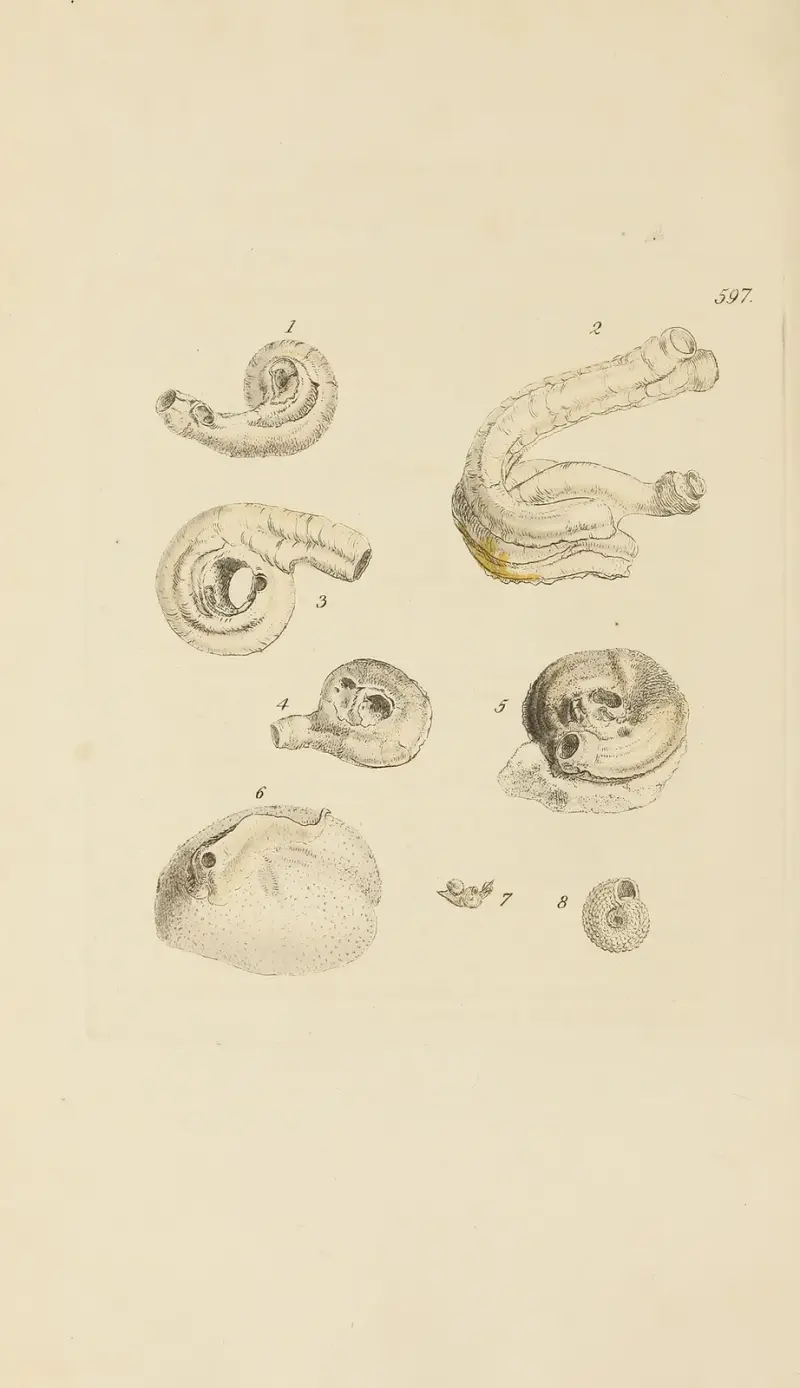 The mineral conchology of Great Britain Pl.384 av James Sowerby