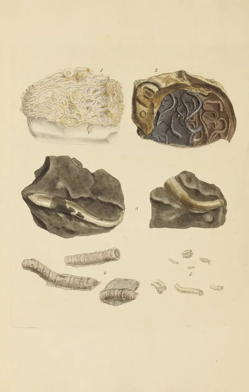 The Mineral Conchology of Great Britain, plansch 385 av James Sowerby