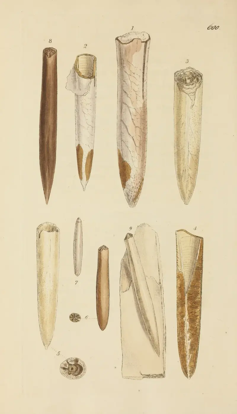 Mineralconchologi från Storbritannien, pl. 387 av James Sowerby
