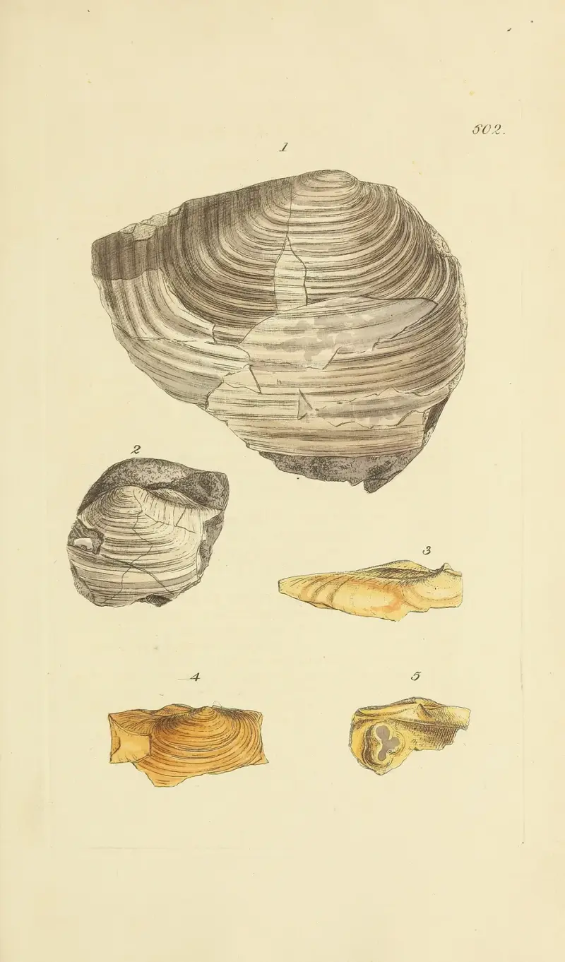 Mineralconchologi från Storbritannien, plansch 389 av James Sowerby