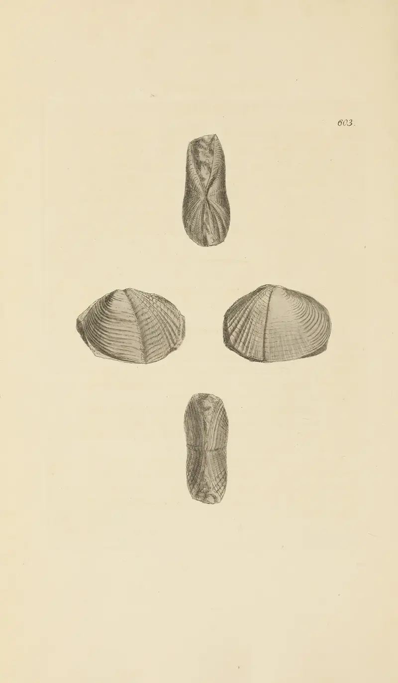 The mineral conchology of Great Britain Pl.390 av James Sowerby