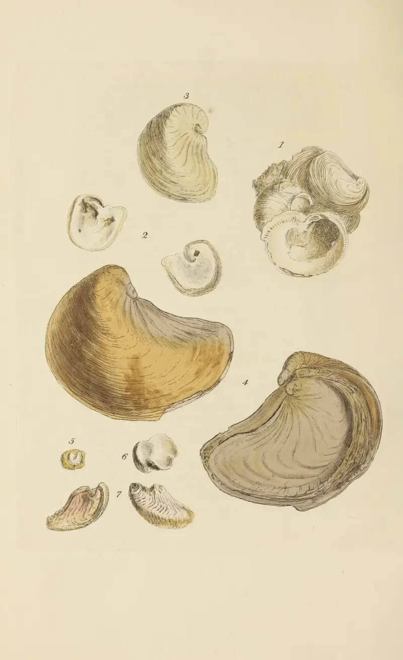 The mineral conchology of Great Britain Pl.392 av James Sowerby