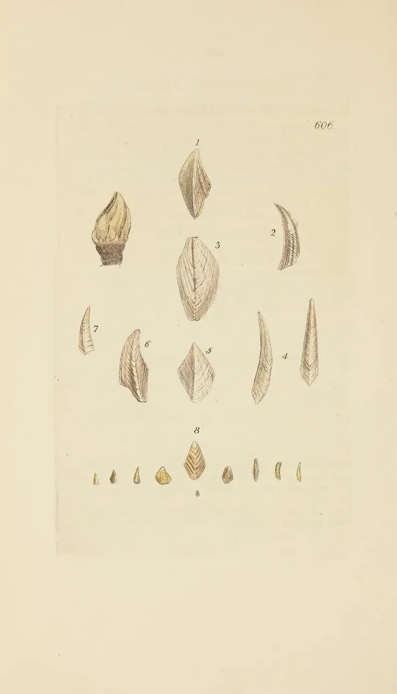 The mineral conchology of Great Britain Pl.393 av James Sowerby