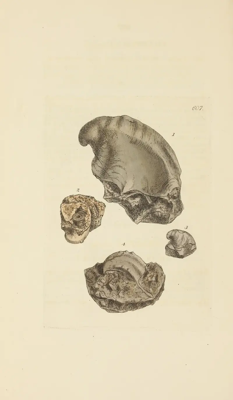 The mineral conchology of Great Britain Pl.394 av James Sowerby