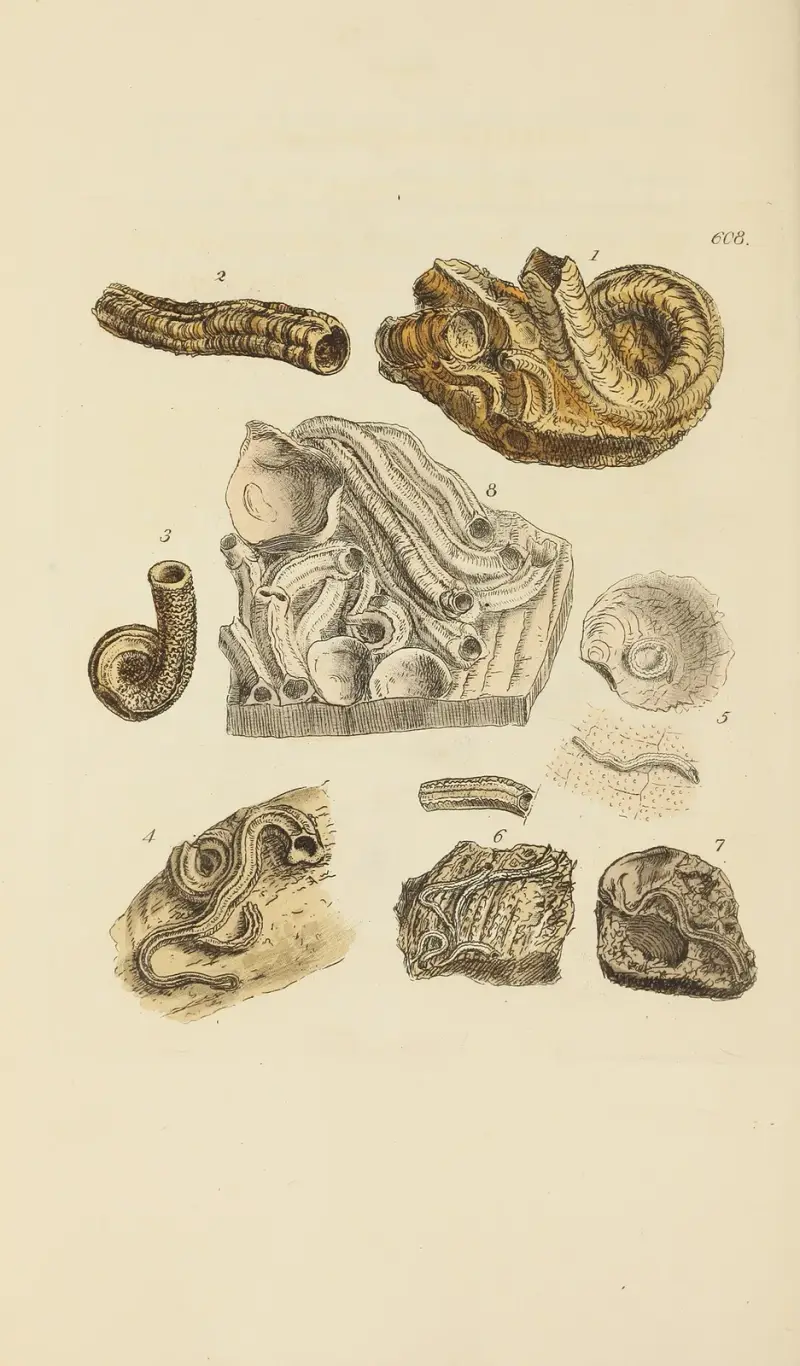 The mineral conchology of Great Britain Pl.395 av James Sowerby