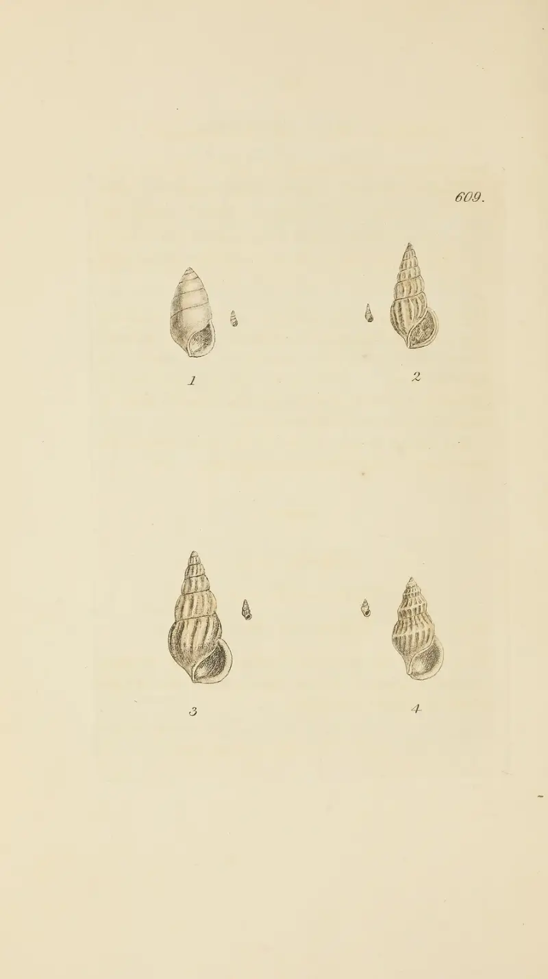 Die Mineral-Conchologie Großbritanniens Taf. 396 von James Sowerby