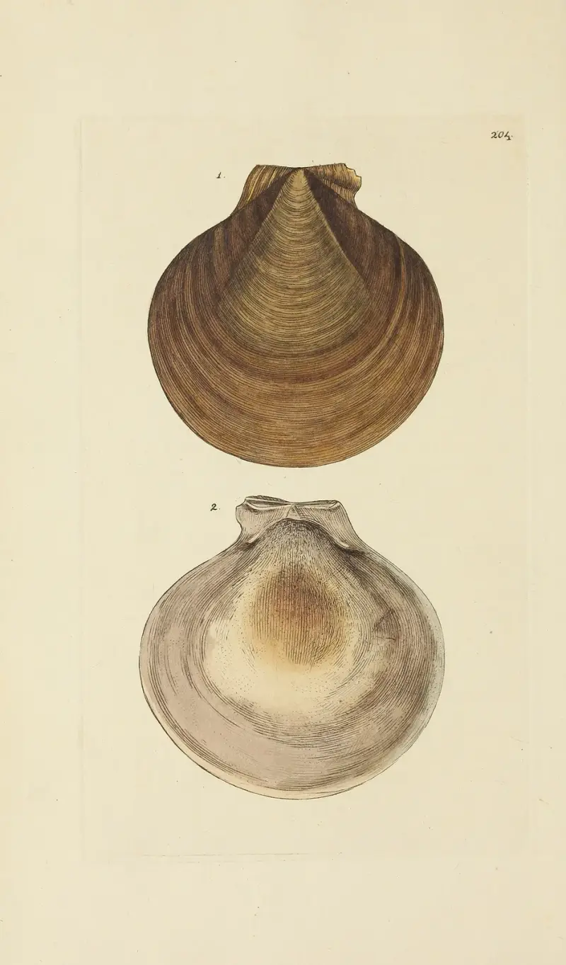 Mineralisk conchyliologi från Storbritannien pl. 397 av James Sowerby