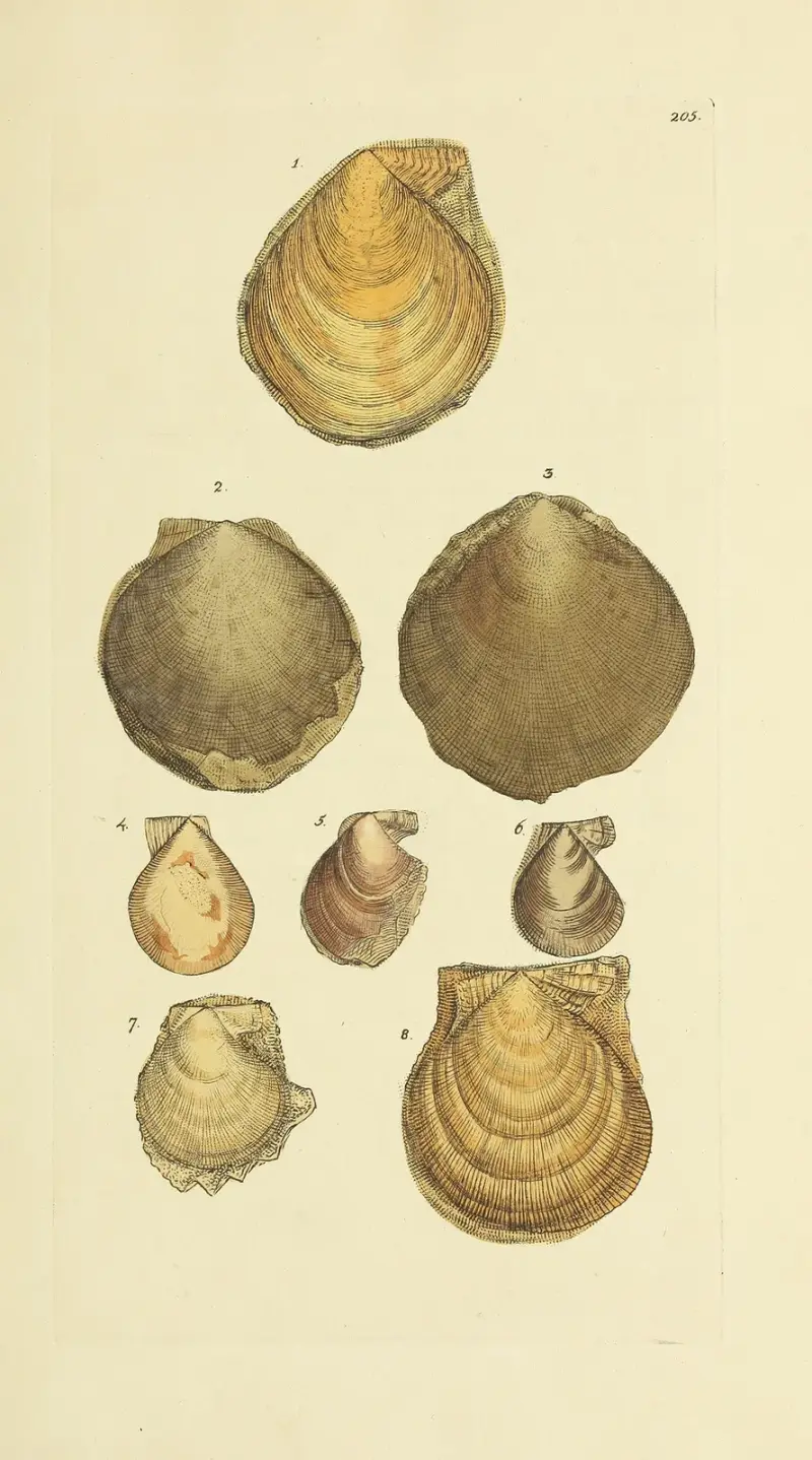 The Mineral Conchology of Great Britain, plansch 398 av James Sowerby