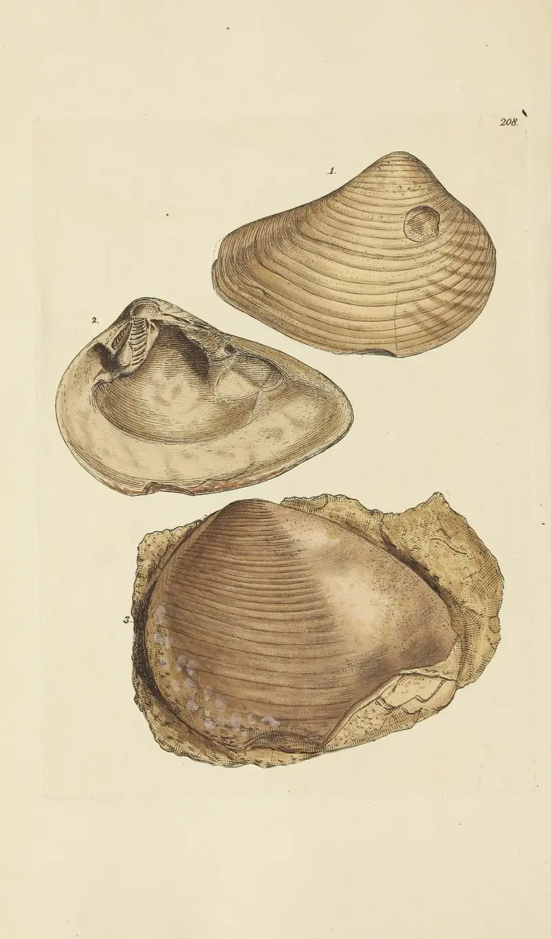 Mineralconkologi från Storbritannien, pl. 400 av James Sowerby