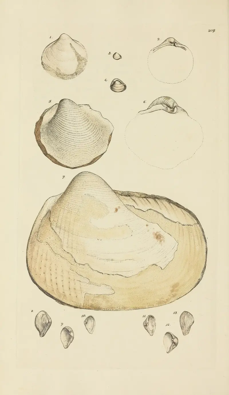 The mineral conchology of Great Britain Pl.401 av James Sowerby