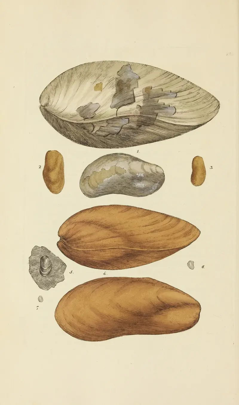 The mineral conchology of Great Britain Pl.402 av James Sowerby