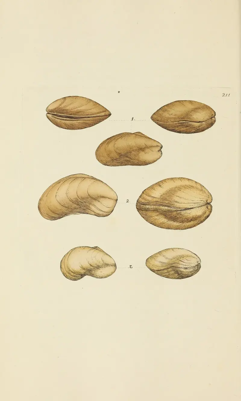 Mineralconchyliologi från Storbritannien, pl. 403 av James Sowerby