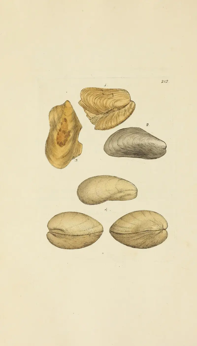 The mineral conchology of Great Britain Pl.404 av James Sowerby