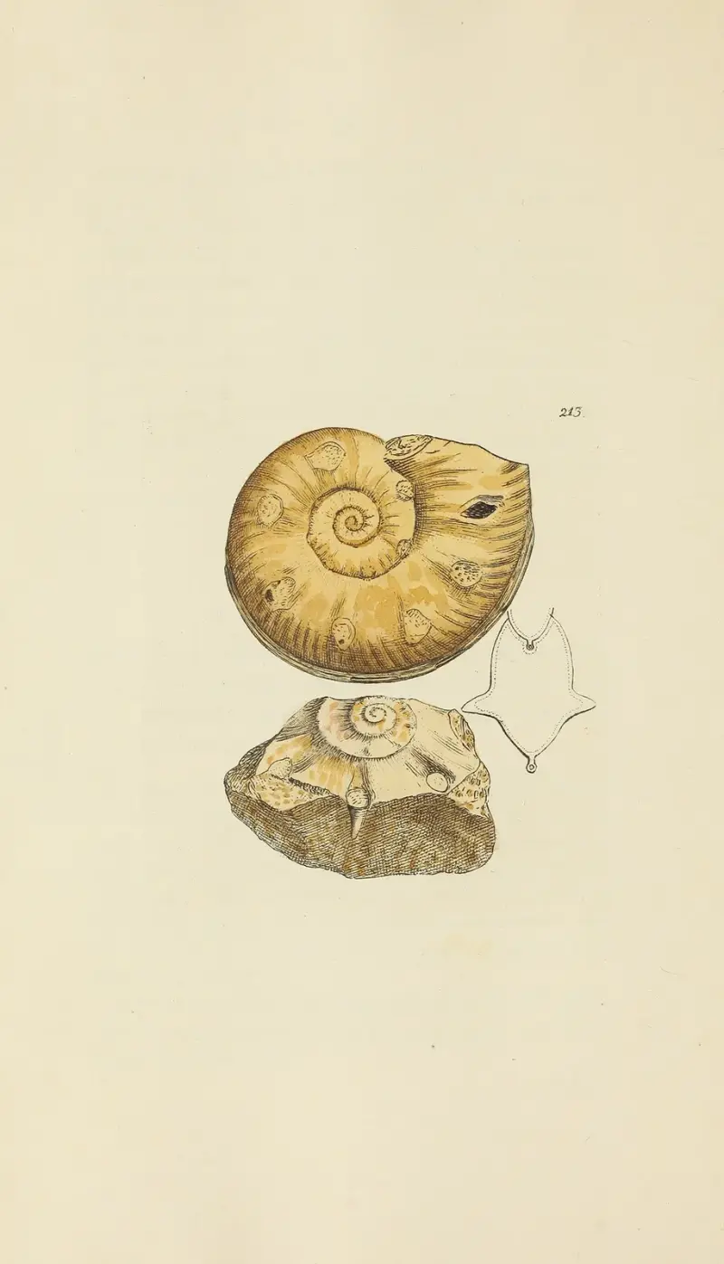 Mineralogie över Storbritanniens snäckor, plansch 405 av James Sowerby