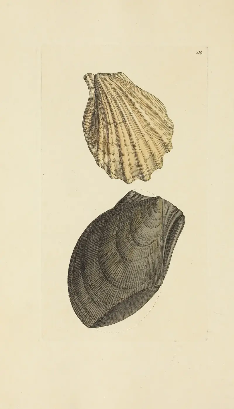 The Mineral Conchology of Great Britain Pl. 406 av James Sowerby