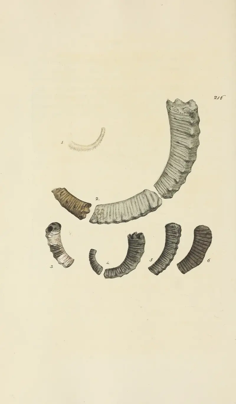 The mineral conchology of Great Britain Pl.408 av James Sowerby