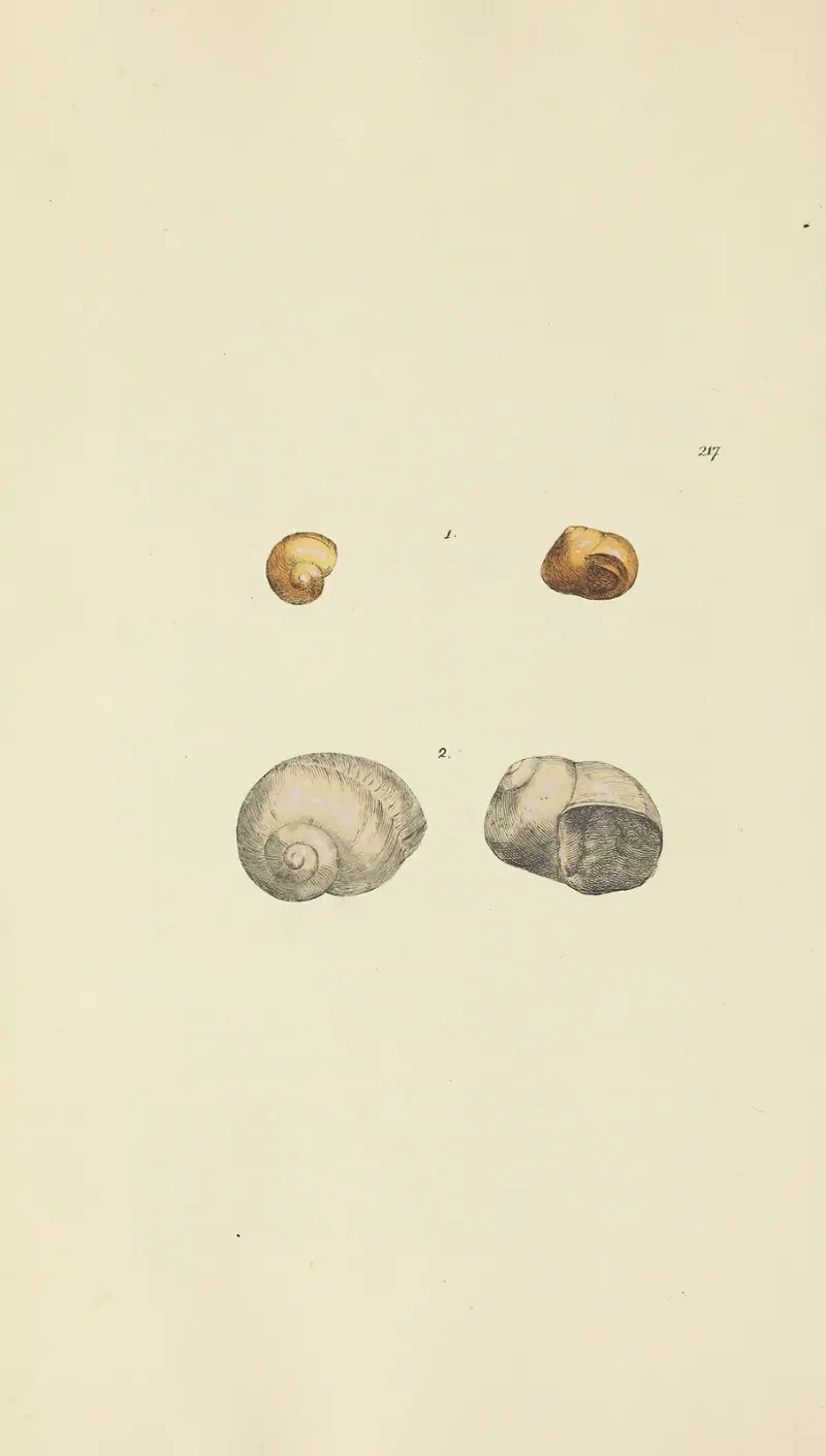 The mineral conchology of Great Britain Pl.409 av James Sowerby
