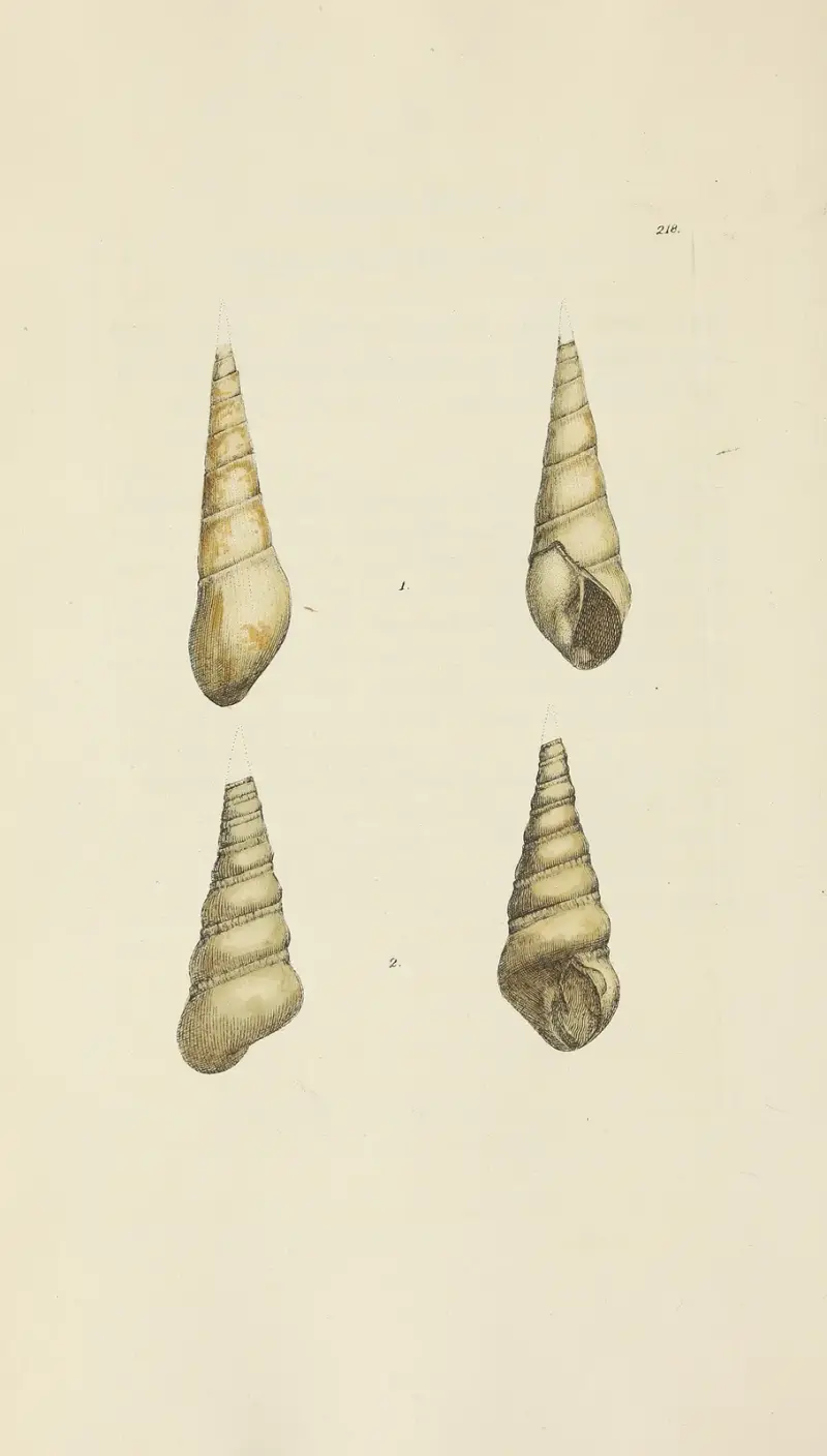 Brittisk mineralisk conchologi pl. 410 av James Sowerby