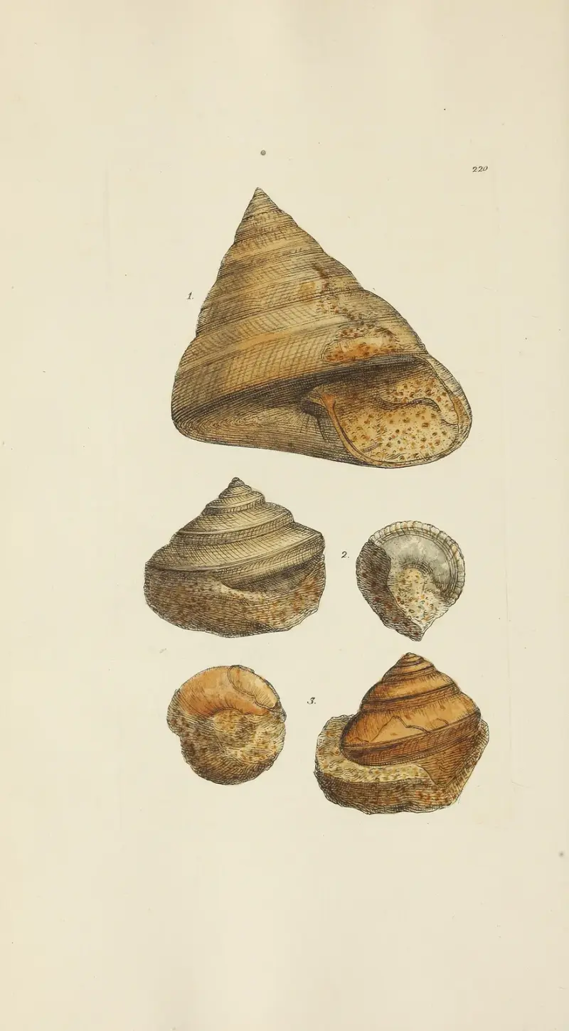 Die Mineral-Conchologie von Großbritannien Taf. 412 von James Sowerby