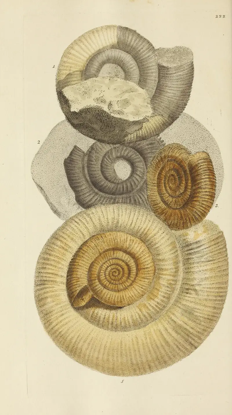 Mineralconkologi från Storbritannien, plansch 413 av James Sowerby