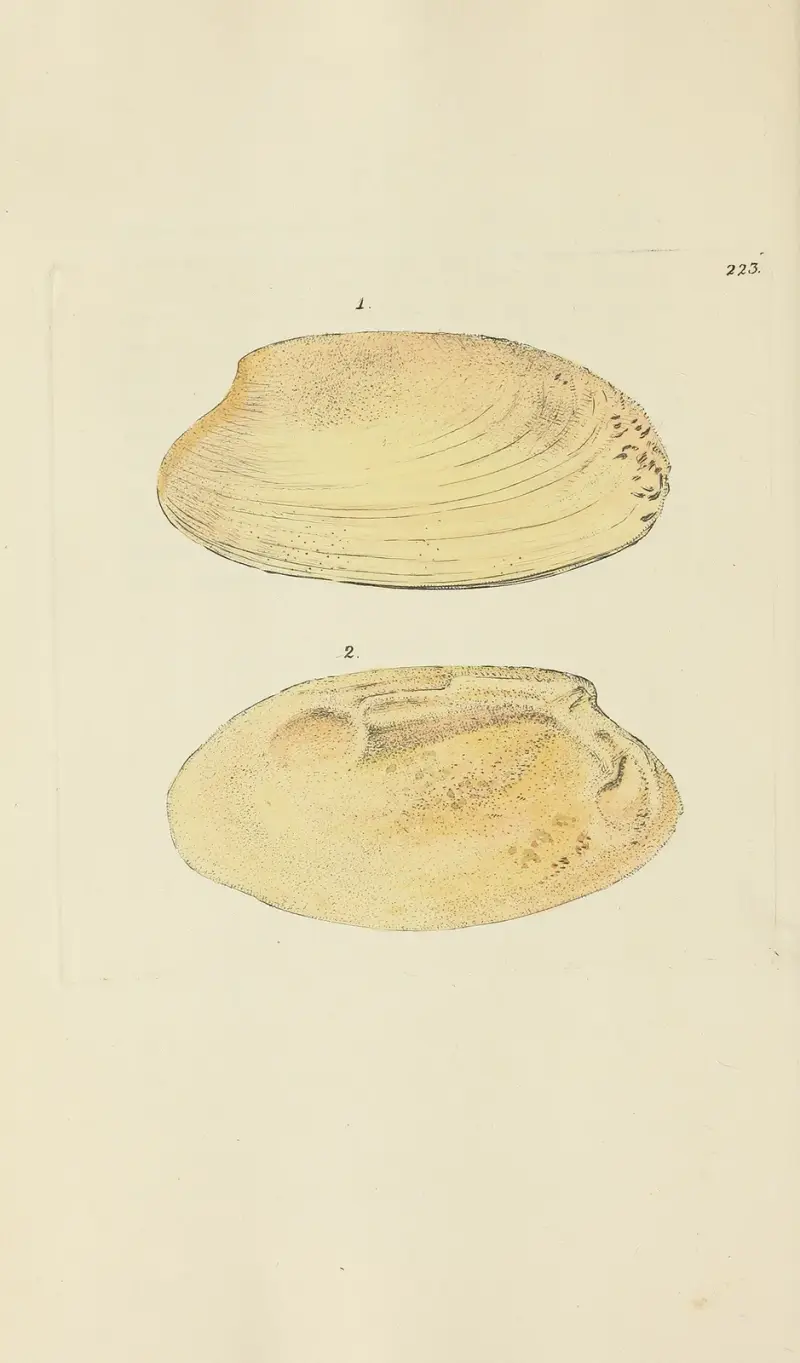 Mineralconchologi från Storbritannien pl. 414 av James Sowerby